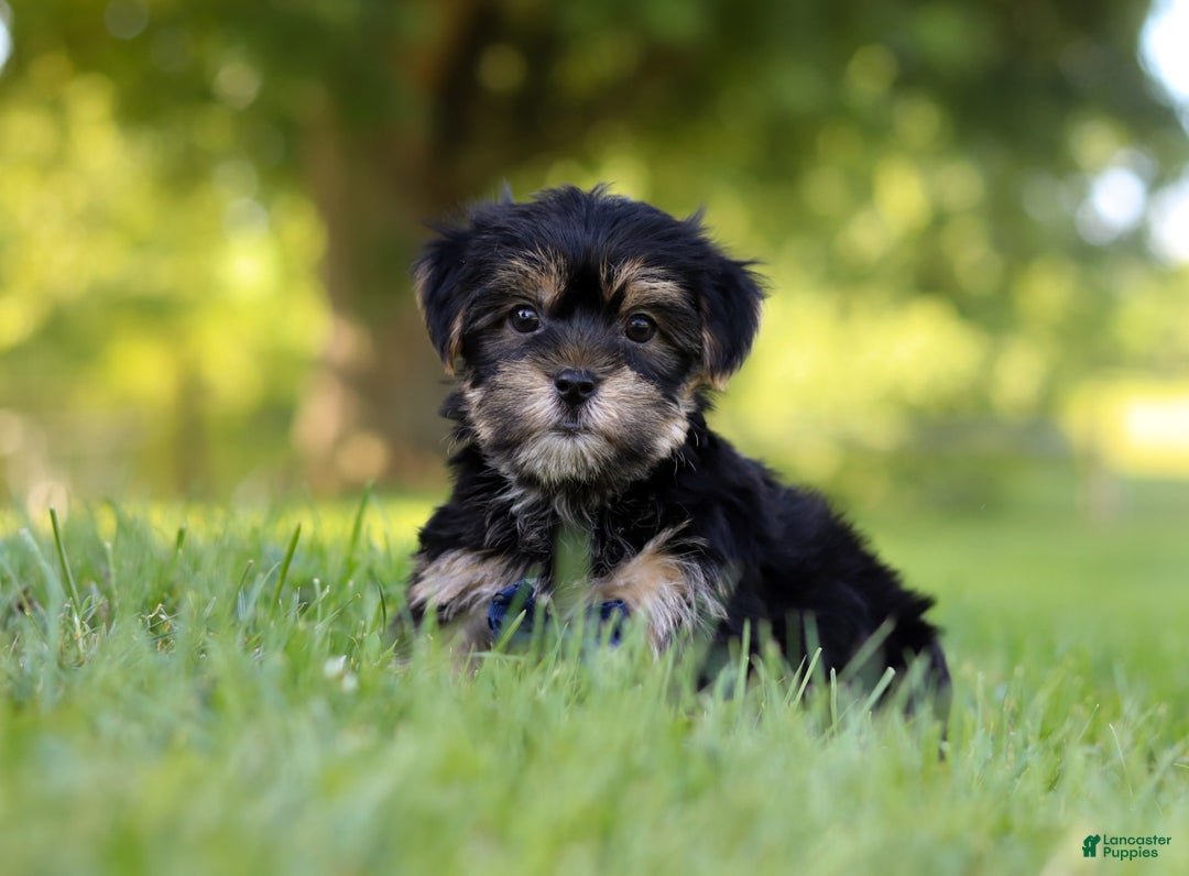 Morkie dogs for sale: George - Image 5