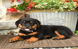 Rottweiler dogs for sale: Rose - Image 3