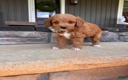Mini Goldendoodle dogs for sale: Zara - Image 5