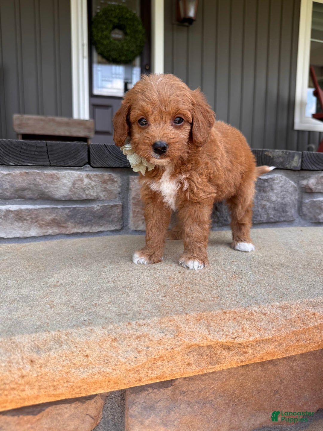 Mini Goldendoodle dogs for sale: Zara - Image 5