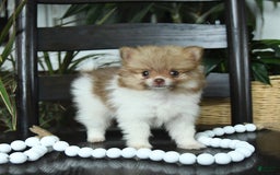 Pomeranian dogs for sale: Isabelle - Image 4