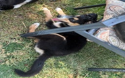 Siberian Husky dogs for sale: Siberian Husky 3 puppies - Image 6