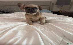 French Bulldog dogs for sale: Lilly - Image 8