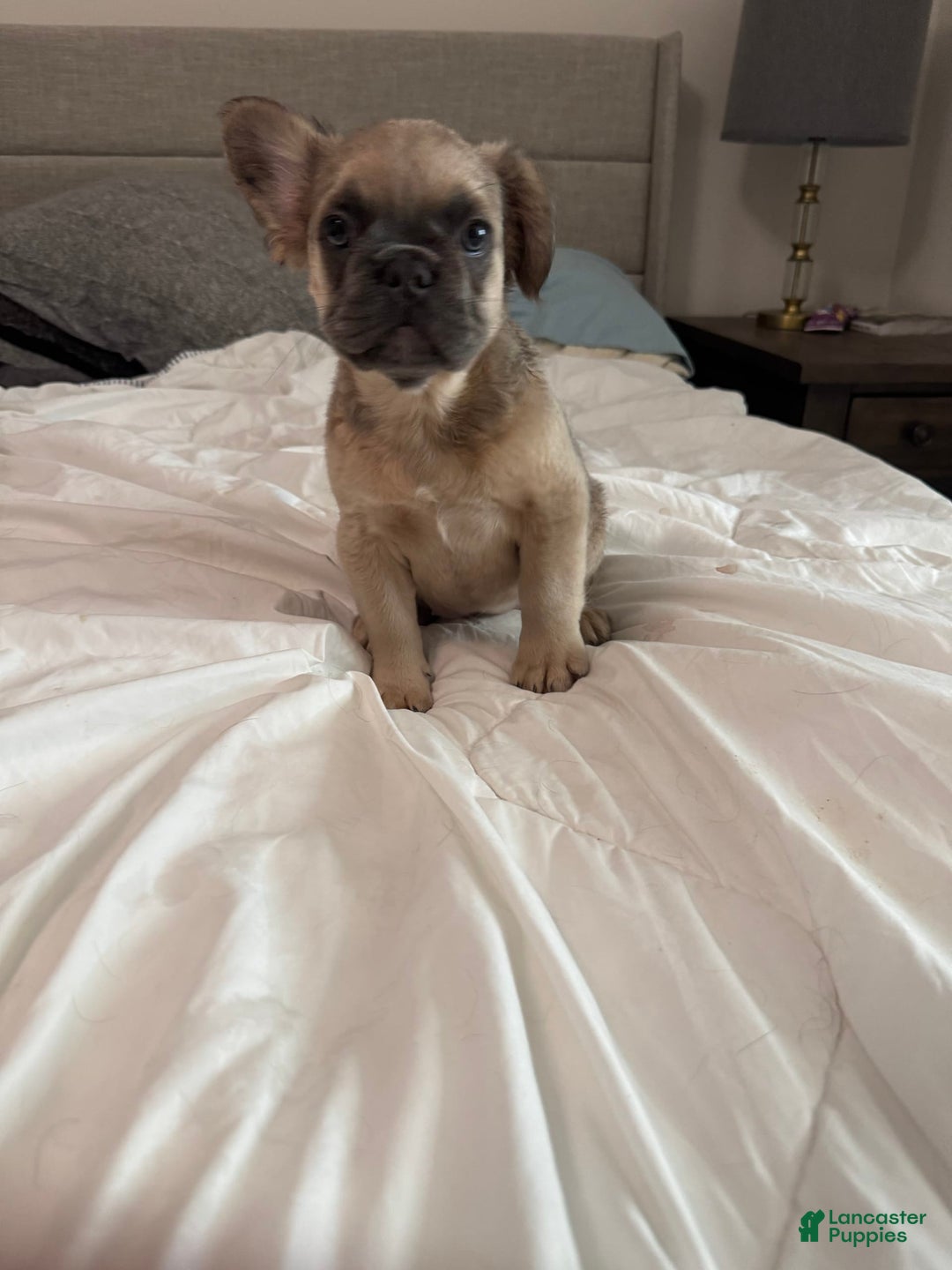 French Bulldog dogs for sale: Lilly - Image 8