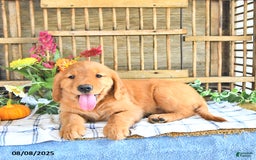 Golden Retriever dogs for sale: Golden Retriever 11 puppies - Image 28