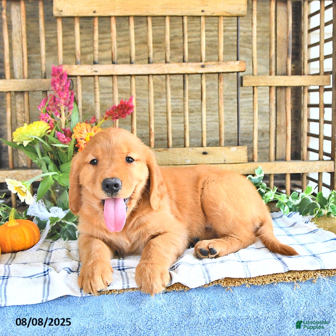 Golden Retriever dogs for sale: Golden Retriever 11 puppies - Image 28