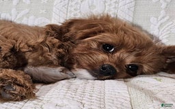 Cavapoo dogs for sale: Latte - Image 2