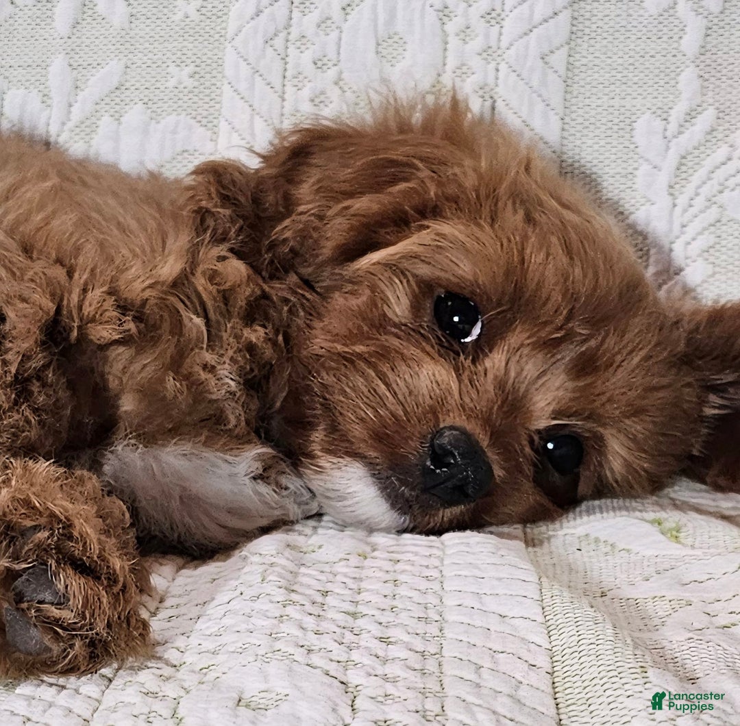 Cavapoo dogs for sale: Latte - Image 2
