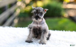 Miniature Schnauzer dogs for sale: Bella - Image 5