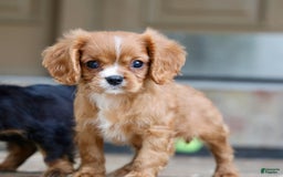 Cavalier King Charles Spaniel dogs for sale: Louie - Image 22
