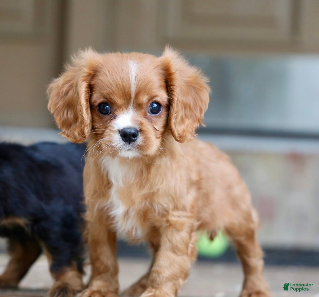 Cavalier King Charles Spaniel dogs for sale: Louie - Image 22