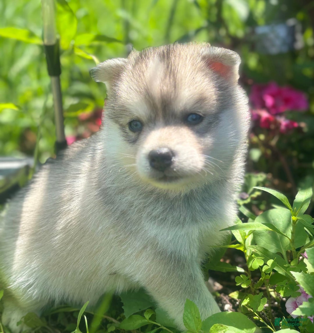 Pomsky dogs for sale: Kanan - Image 6