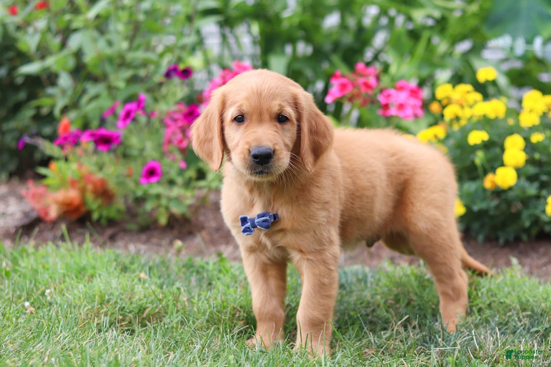 Golden Retriever dogs for sale: Anthony - Image 6