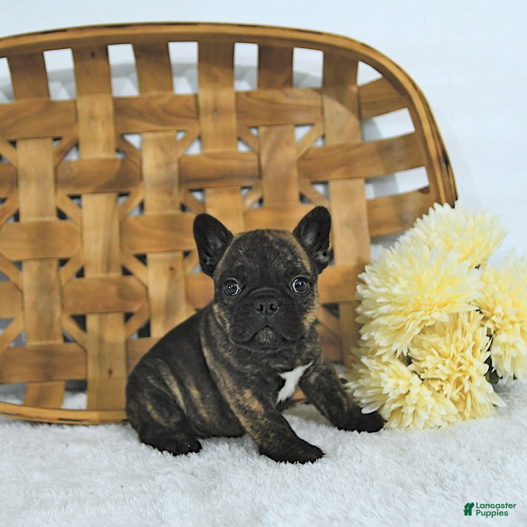 Frenchton dogs for sale: Zeke - Image 6