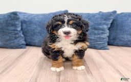 Mini Bernedoodle dogs for sale: Grace - Image 8