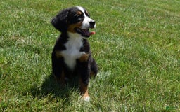 Bernese Mountain Dog dogs for sale: Lexi - Image 4