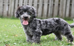 Havapoo dogs for sale: Poppy - Image 8