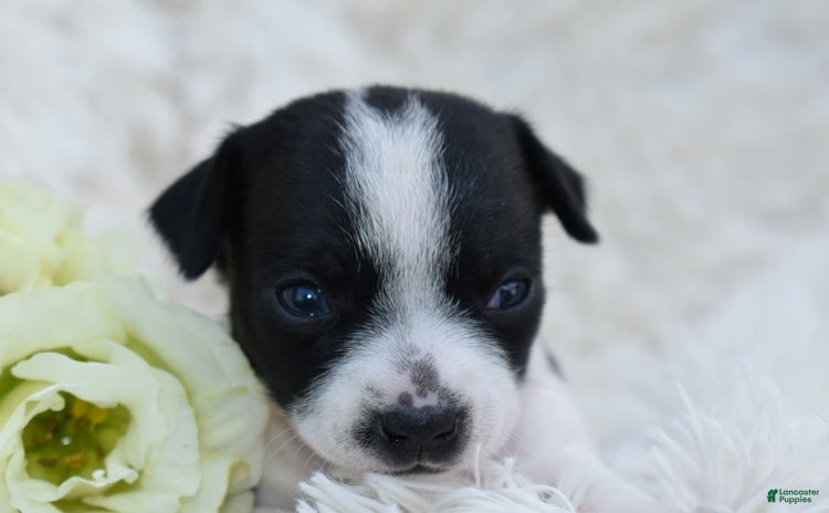 Chihuahua dogs for sale - Ad 3