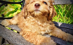 Havapoo dogs for sale: Fancy - Image 19