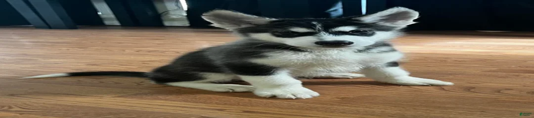 Afghan Hound Puppy 2