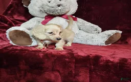 Miniature Dachshund dogs for sale: Nugget - Image 5