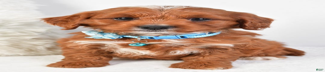 Goffy