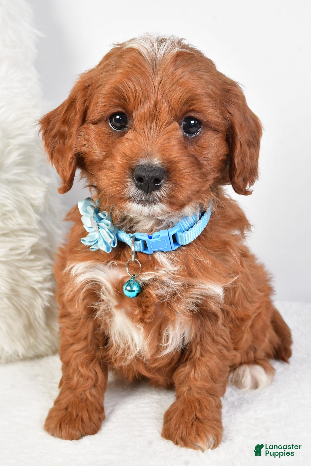 Cavapoo dogs for sale: Goffy - Image 1