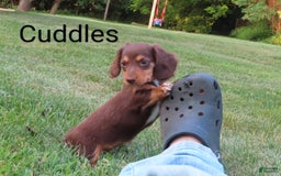 Dachshund dogs for sale: Cuddles - Image 6
