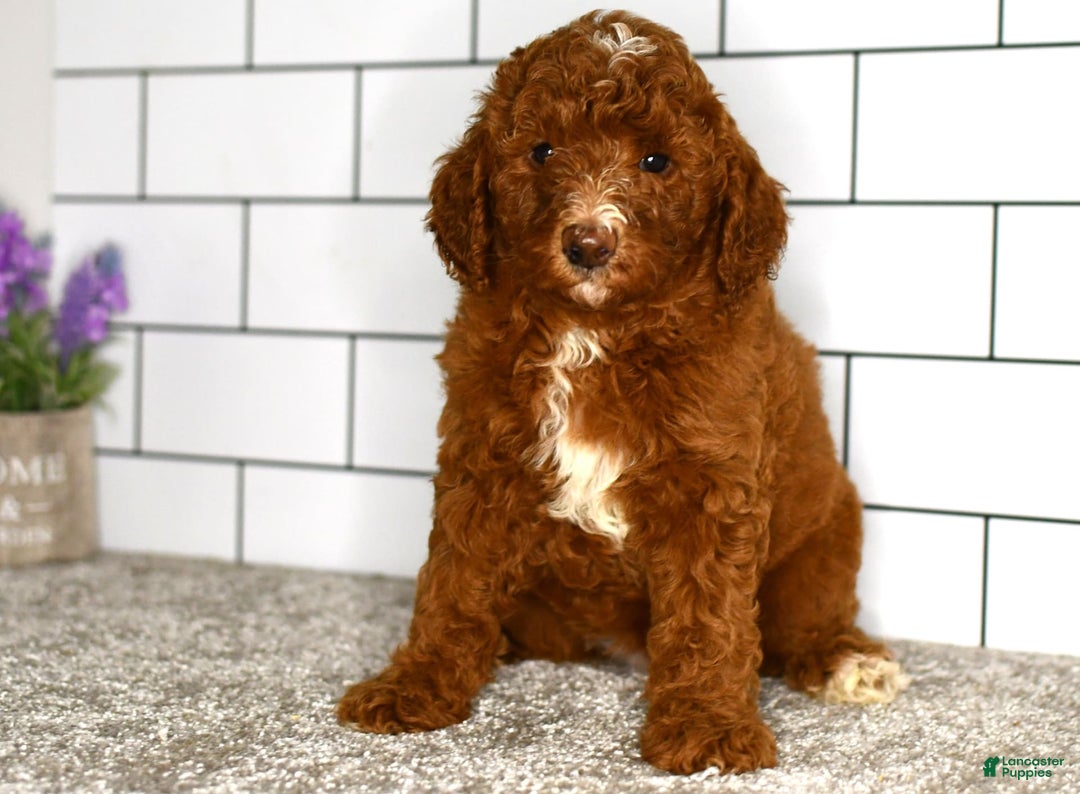 Mini Goldendoodle dogs for sale: Stacie - Image 3