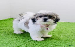 Malshi dogs for sale: Amber - Image 4
