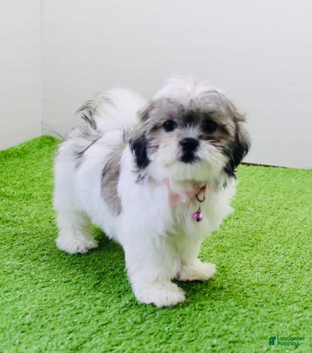 Malshi dogs for sale: Amber - Image 4