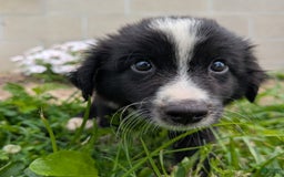 Miniature Australian Shepherd dogs for sale: Elephant Ear - Image 5