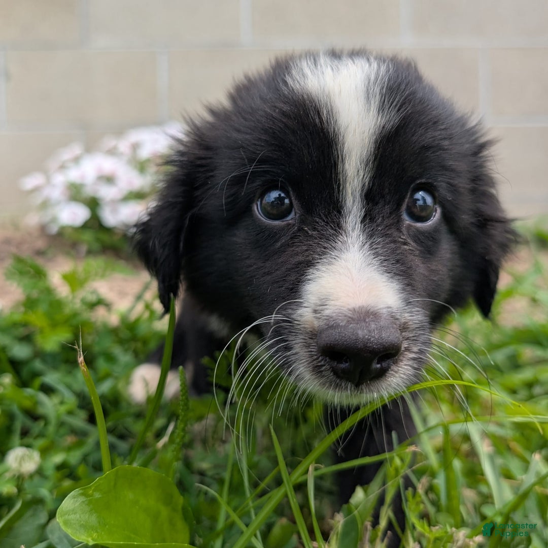 Miniature Australian Shepherd dogs for sale: Elephant Ear - Image 5