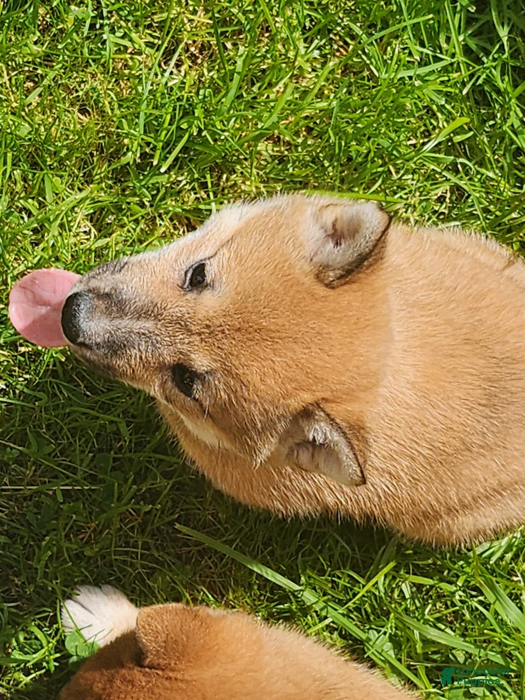 Shiba Inu dogs for sale: Shiba Puppy - Image 1