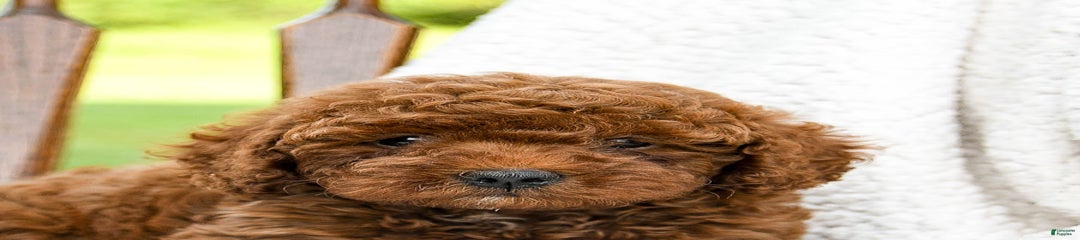 Mahogany
