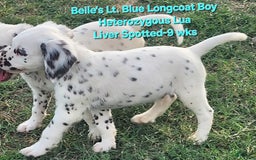 Dalmatian dogs for sale: Belles Lt. Blue Lua Longcoat Liver Spotted Boy - Image 11