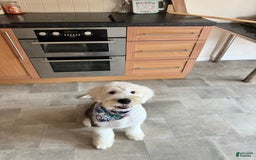 Old English Sheepdog dogs for sale: Red Neck - Image 2