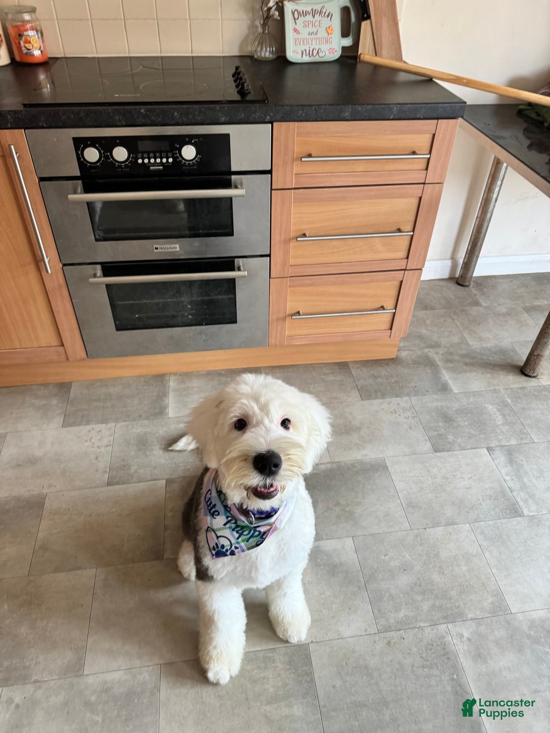 Old English Sheepdog dogs for sale: Red Neck - Image 2