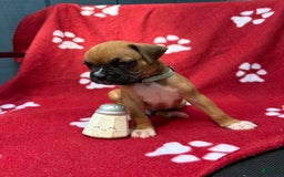 Boxer dogs for sale: Moose - Image 1