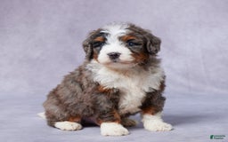 Mini Bernedoodle dogs for sale: Jett - Image 2