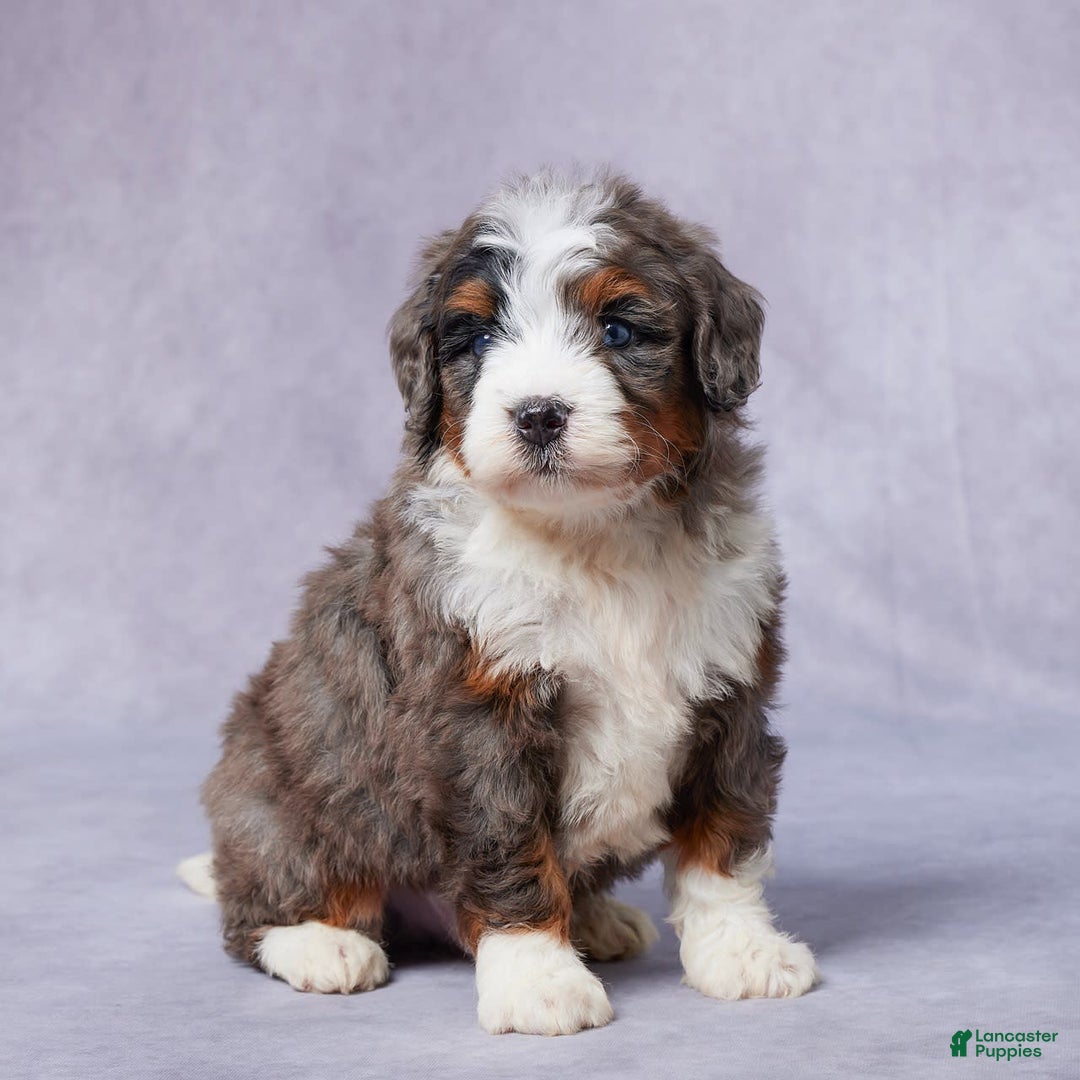 Mini Bernedoodle dogs for sale: Jett - Image 2