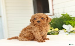 Miniature Poodle dogs for sale: Natalie - Image 5