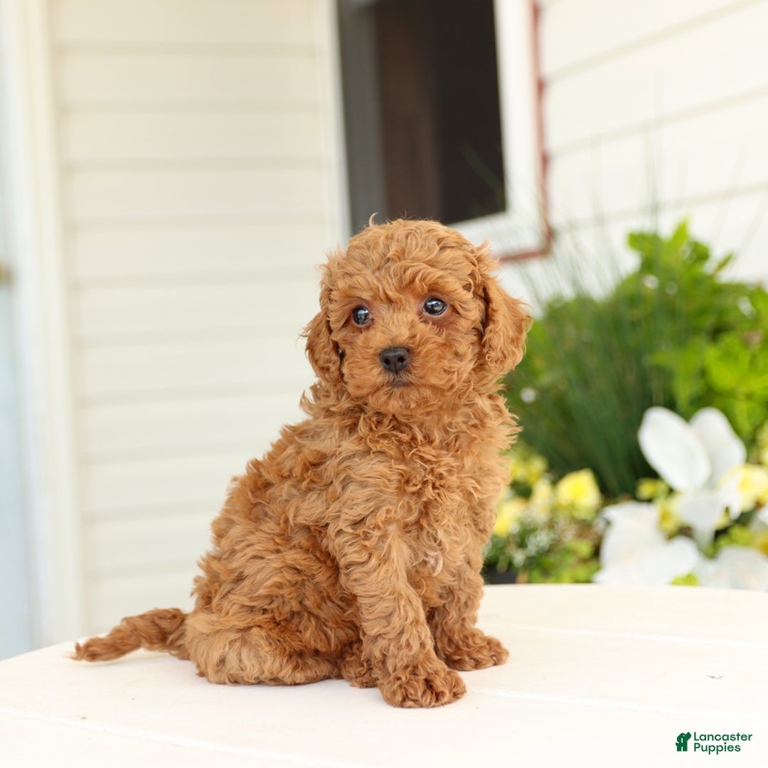 Miniature Poodle dogs for sale: Natalie - Image 5