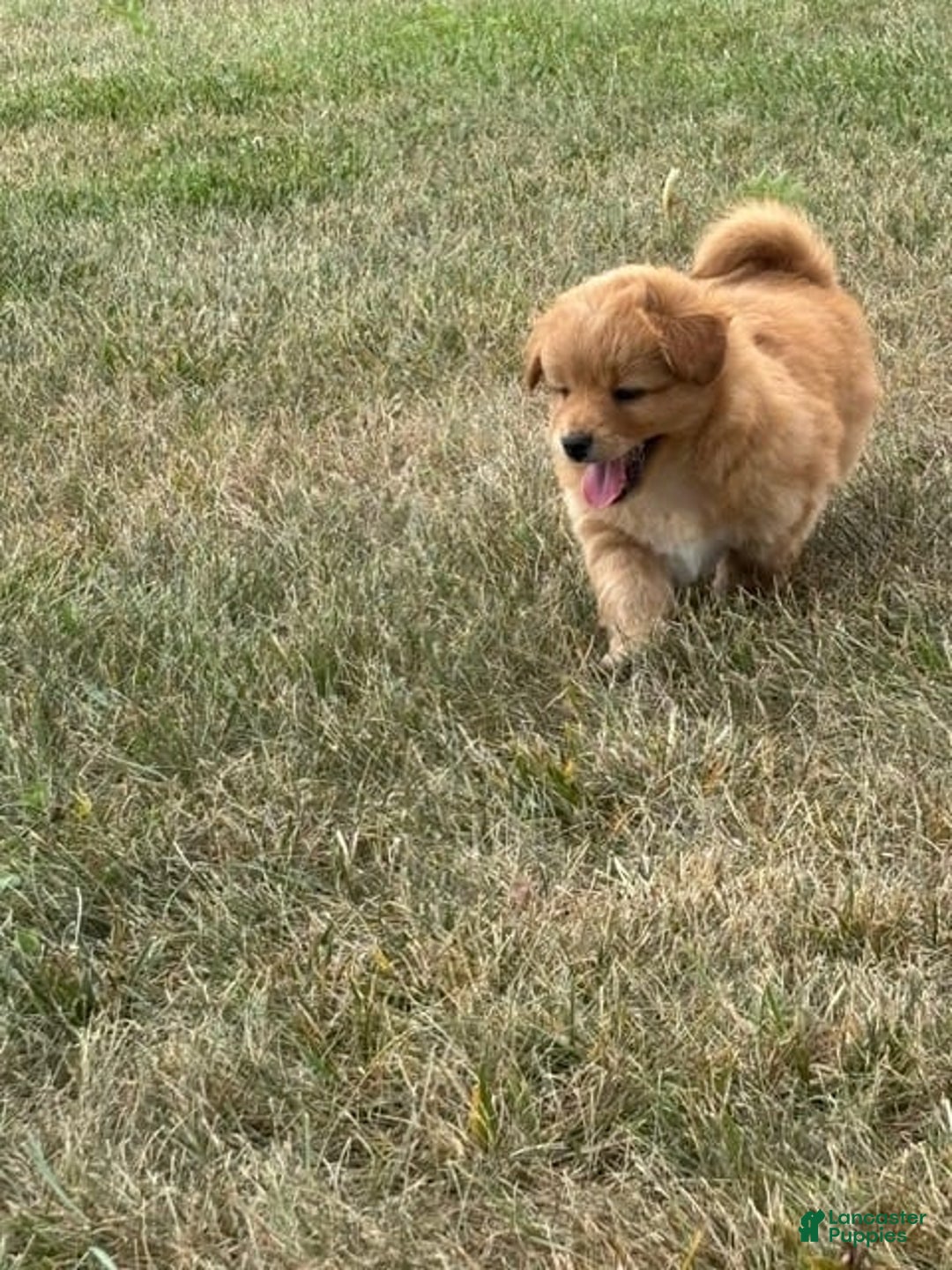 Miniature Poodle dogs for sale: Graham - Image 2