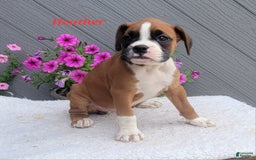 Boxer dogs for sale: Heather - Image 3