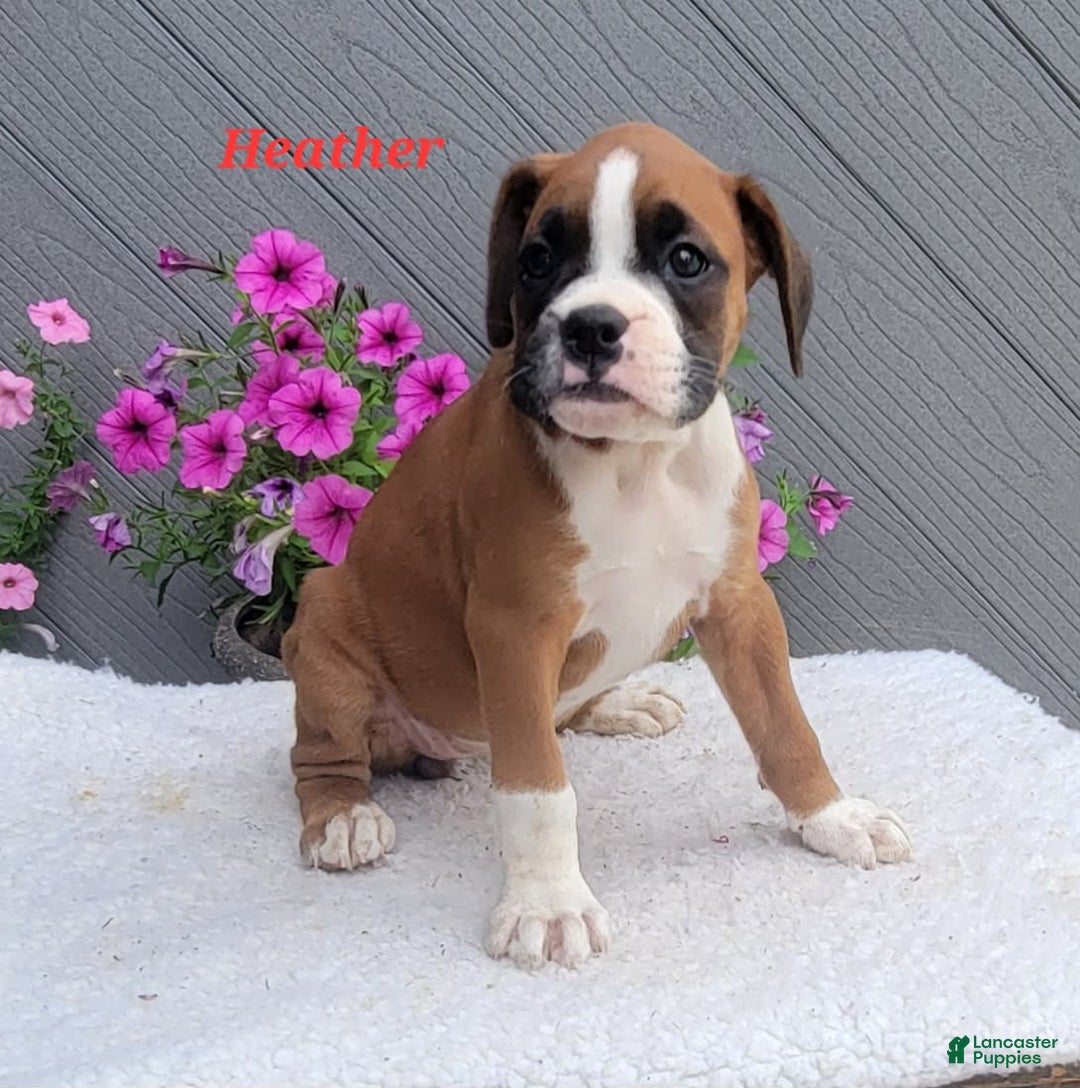 Boxer dogs for sale: Heather - Image 3