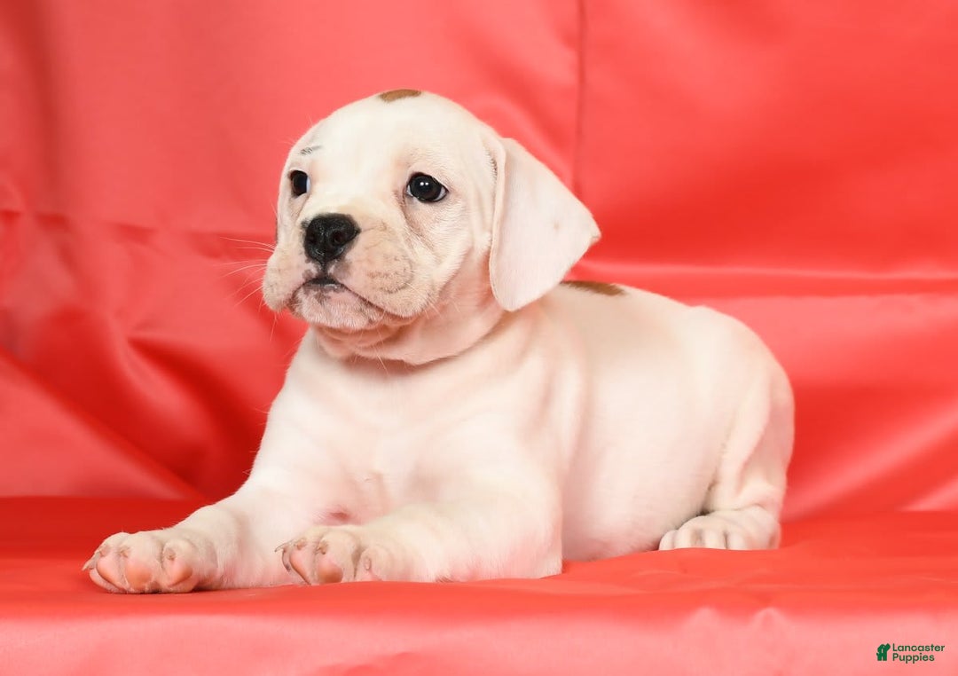 Beabull dogs for sale: Kelly - Image 8