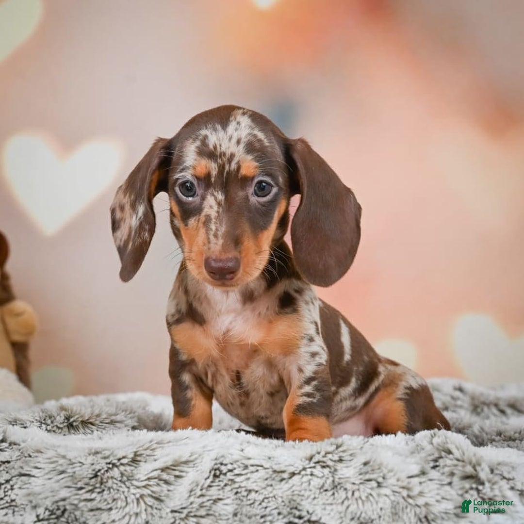 Miniature Dachshund dogs for sale: Butter Cup - Image 2