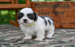 Shih Tzu dogs for sale: Charlie - Image 6
