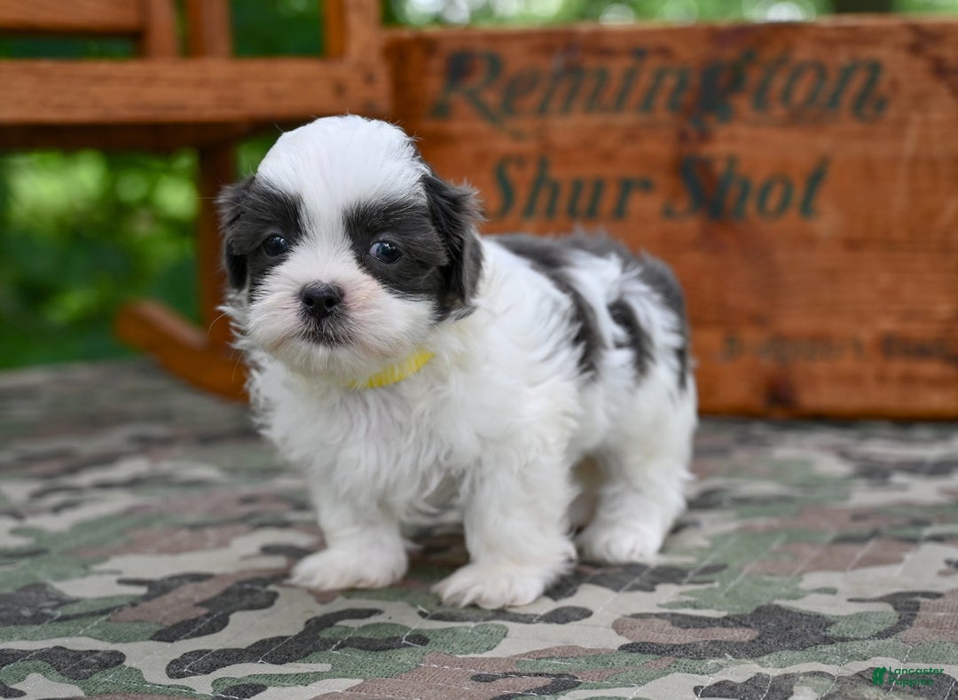 Shih Tzu dogs for sale: Charlie - Image 6